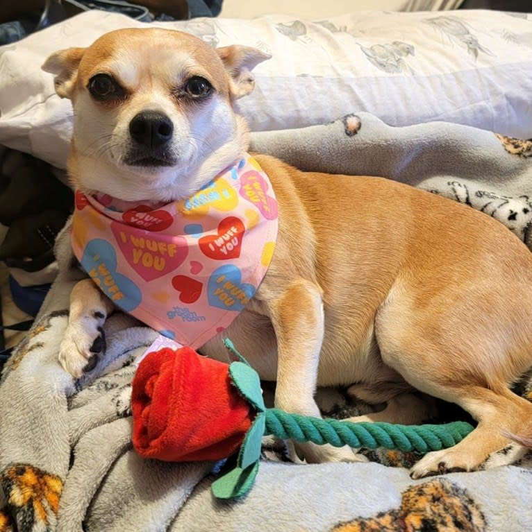 JOE, a Chihuahua and Yorkshire Terrier mix tested with EmbarkVet.com