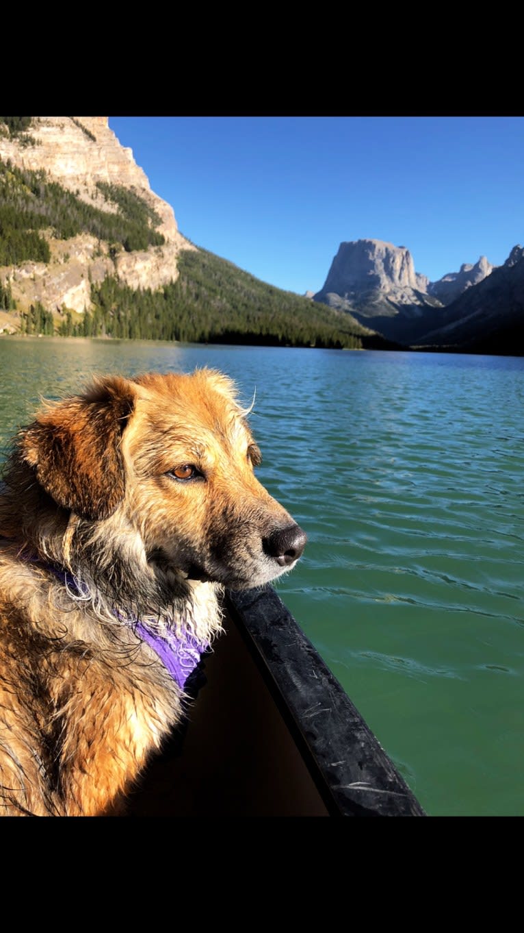 Akela, an American Pit Bull Terrier and Australian Cattle Dog mix tested with EmbarkVet.com