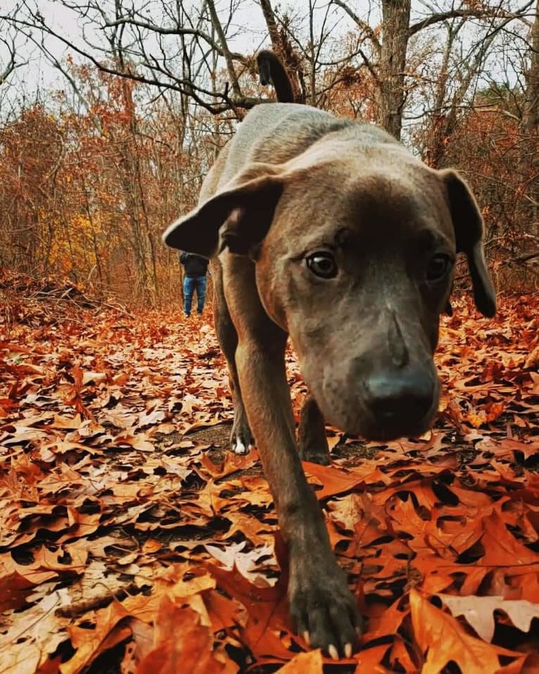 Jaxon, an American Pit Bull Terrier and Chow Chow mix tested with EmbarkVet.com