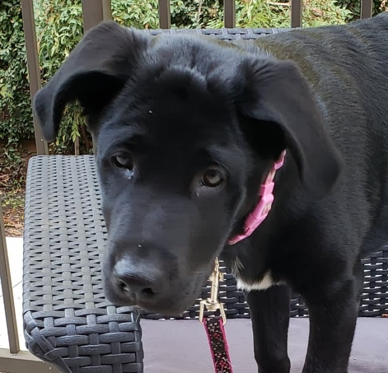 Luna, a Labrador Retriever and American Pit Bull Terrier mix tested with EmbarkVet.com