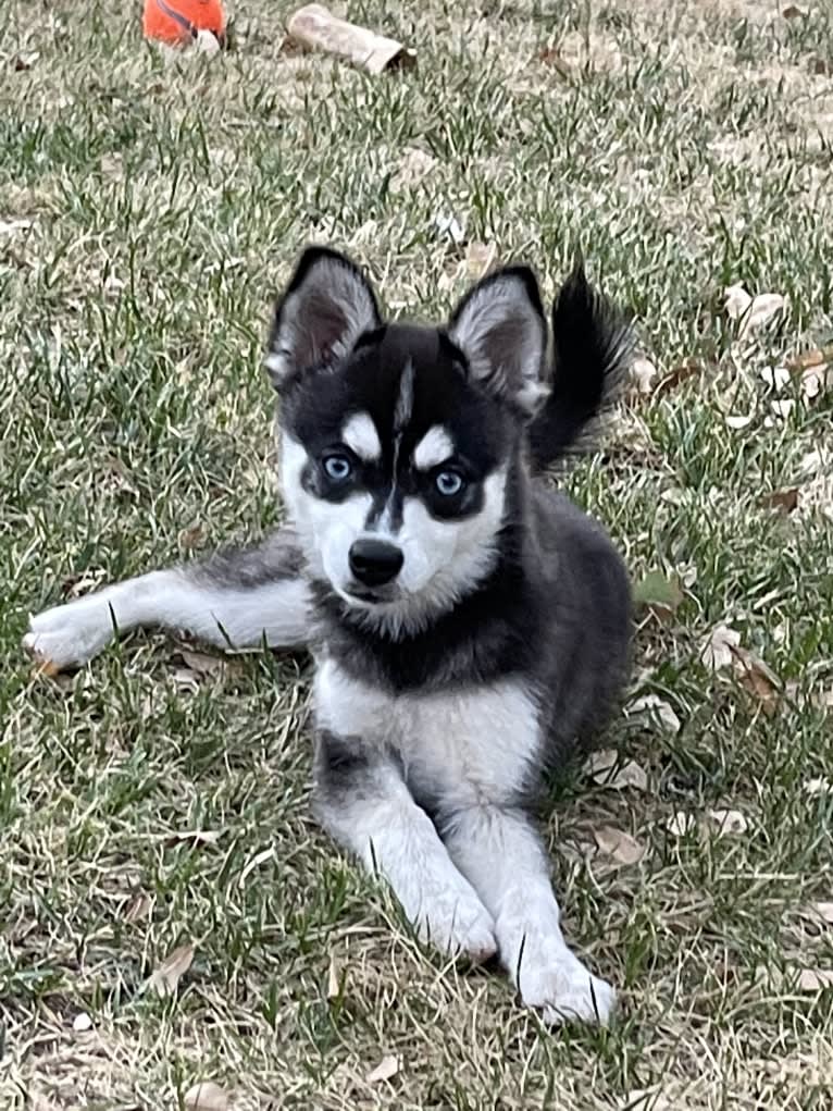 Kiva, an Alaskan Klee Kai tested with EmbarkVet.com