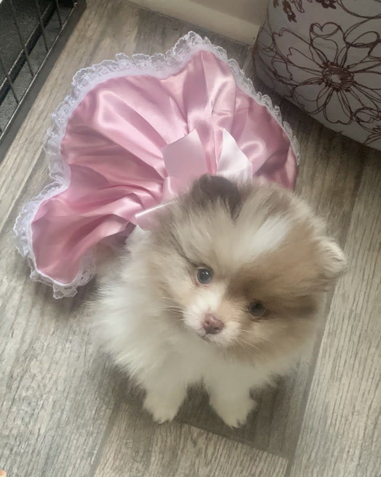 Gemini, a Pomeranian tested with EmbarkVet.com