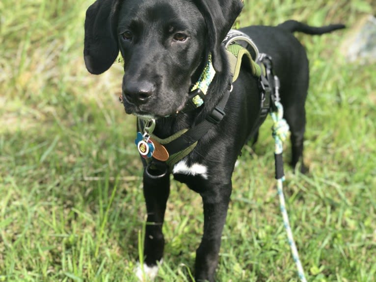 Huck, a German Shorthaired Pointer and Golden Retriever mix tested with EmbarkVet.com