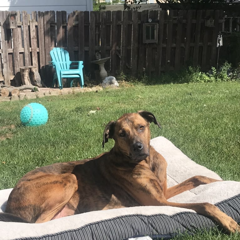 River Bank, a Doberman Pinscher and Boxer mix tested with EmbarkVet.com
