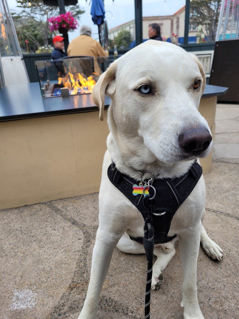 Vash the Stampede, a Siberian Husky and Bluetick Coonhound mix tested with EmbarkVet.com