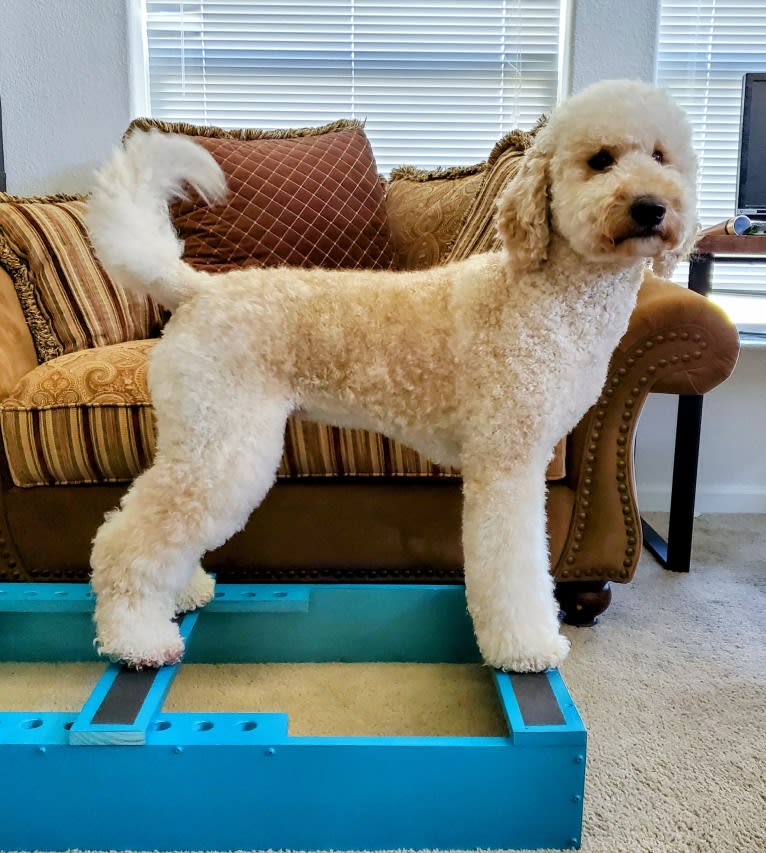 Sailor, a Goldendoodle tested with EmbarkVet.com