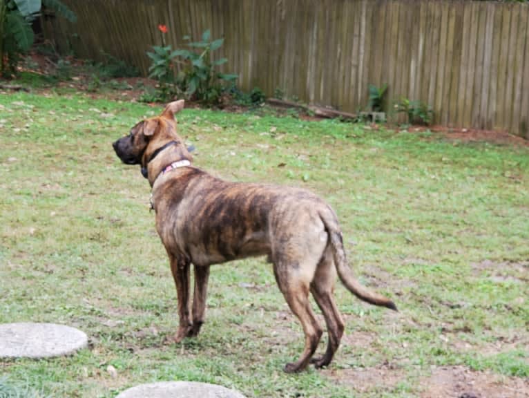 YOGI, a German Shepherd Dog and American Pit Bull Terrier mix tested with EmbarkVet.com