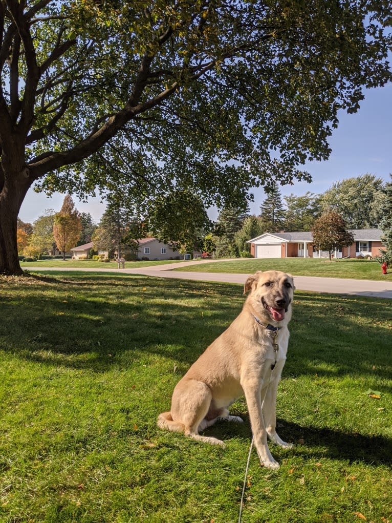 Chewie, an Anatolian Shepherd Dog and Great Pyrenees mix tested with EmbarkVet.com