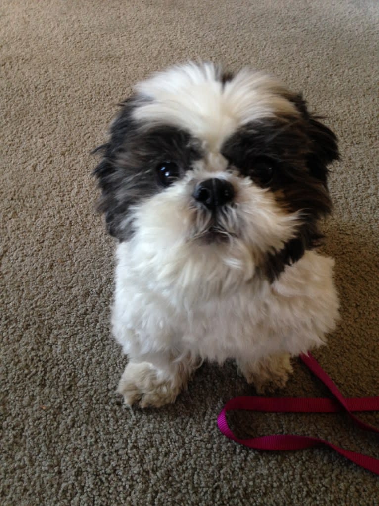 Tivo, a Shih Tzu tested with EmbarkVet.com