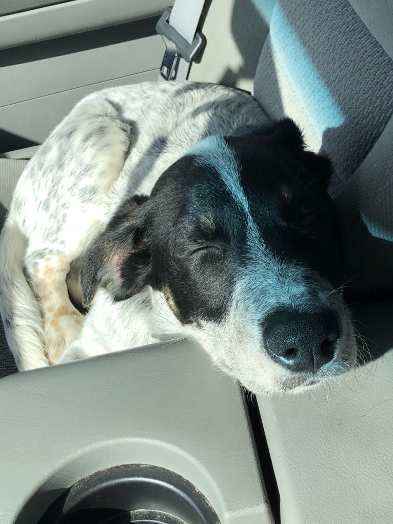 Ridge, a Border Collie and Australian Cattle Dog mix tested with EmbarkVet.com