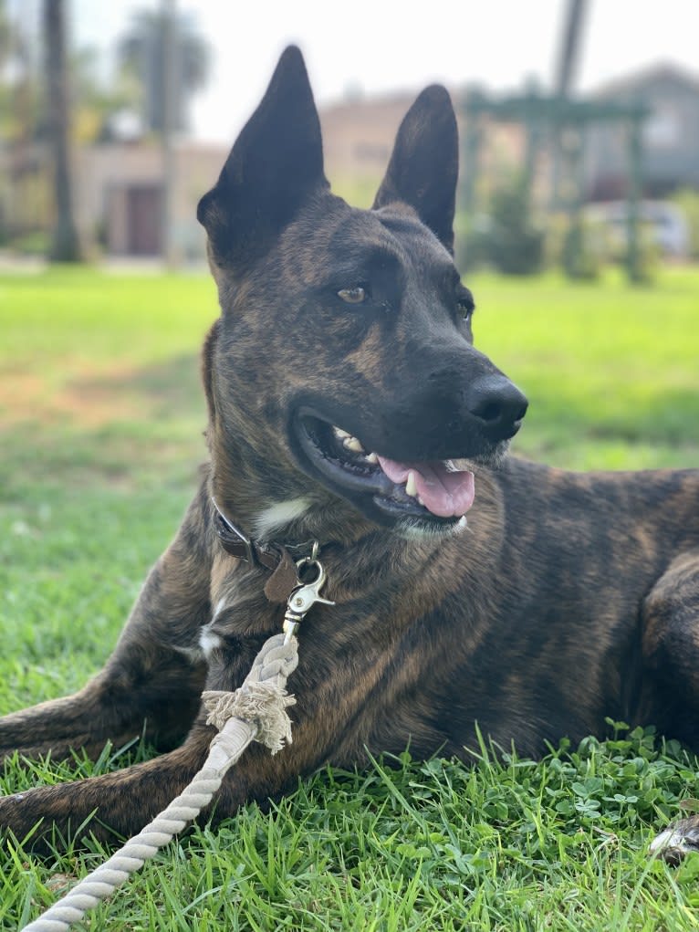 INU, an American Pit Bull Terrier and German Shepherd Dog mix tested with EmbarkVet.com