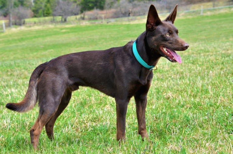 Jungle, an Australian Kelpie tested with EmbarkVet.com