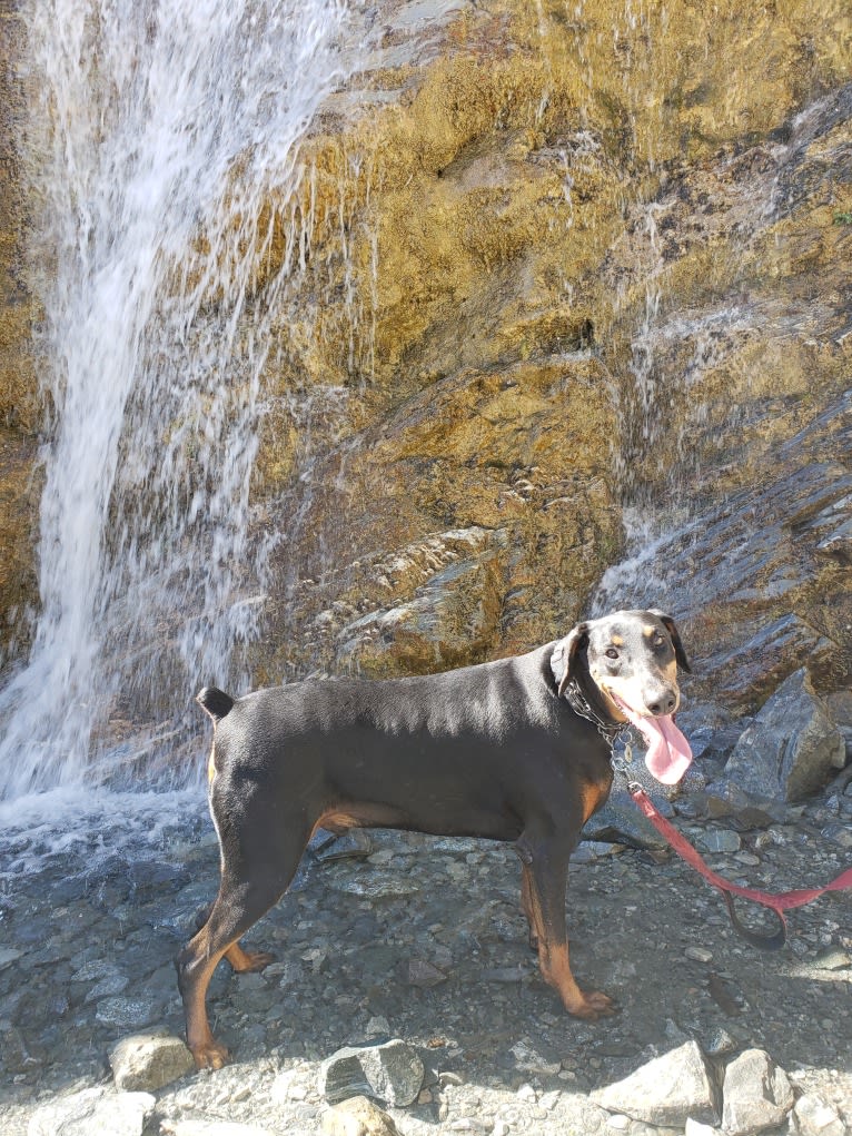 Dallas, a Doberman Pinscher tested with EmbarkVet.com