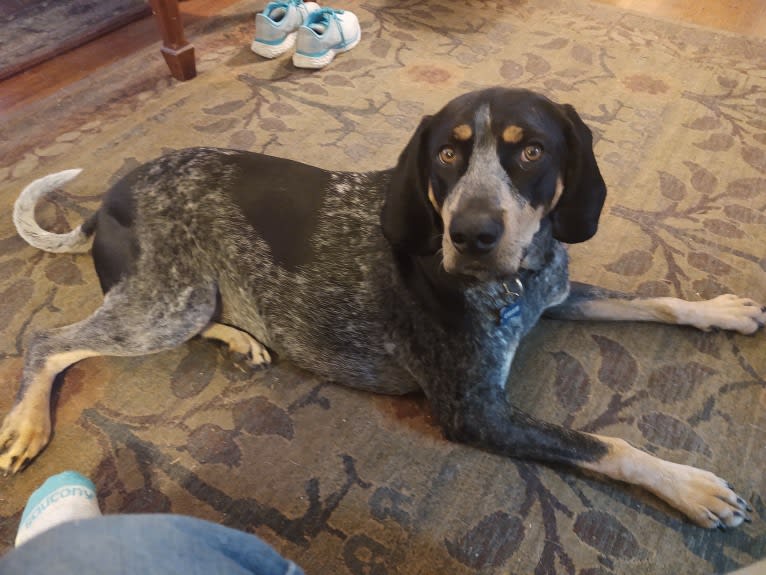 Callie, a Bluetick Coonhound tested with EmbarkVet.com