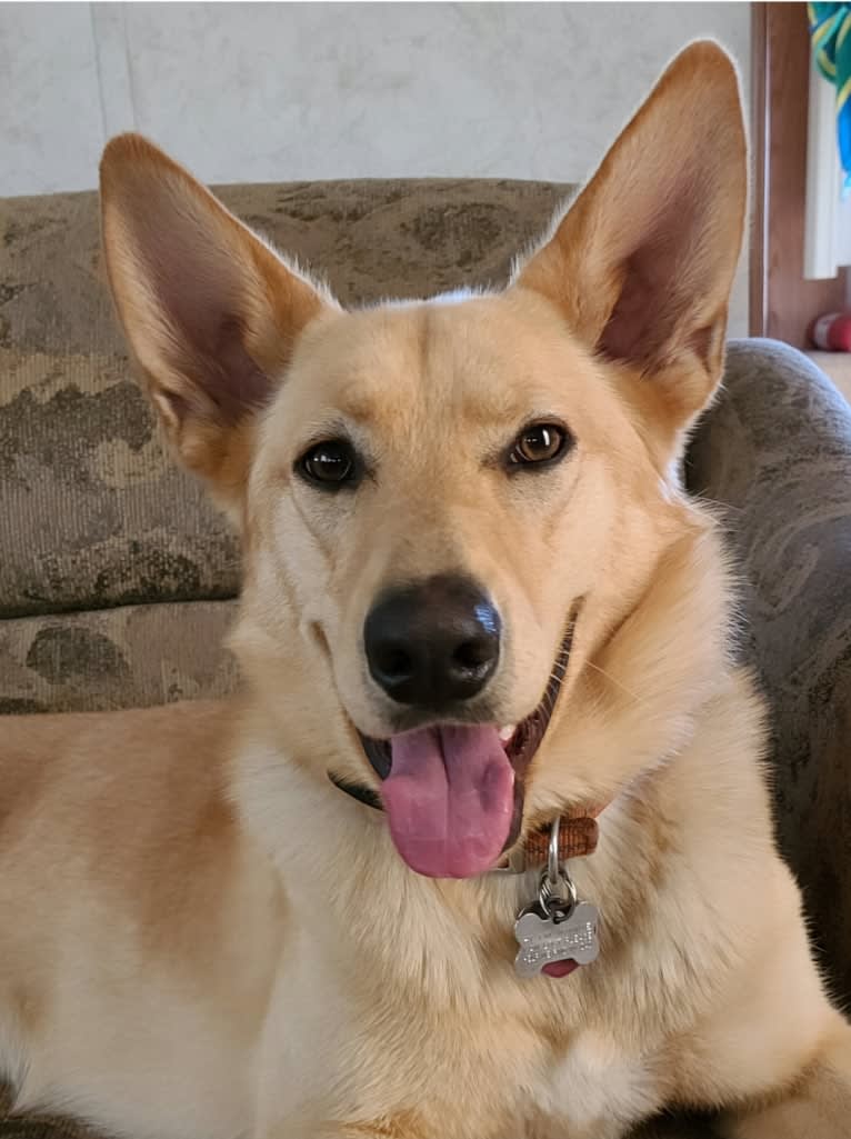 Winnie, a German Shepherd Dog and Siberian Husky mix tested with EmbarkVet.com