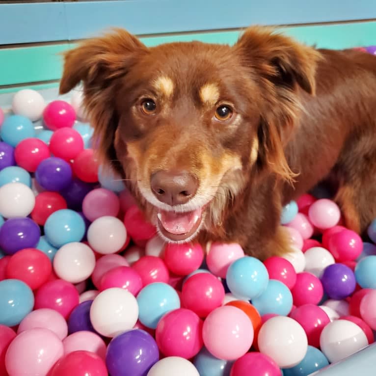 Penny, a Border Collie and American Pit Bull Terrier mix tested with EmbarkVet.com