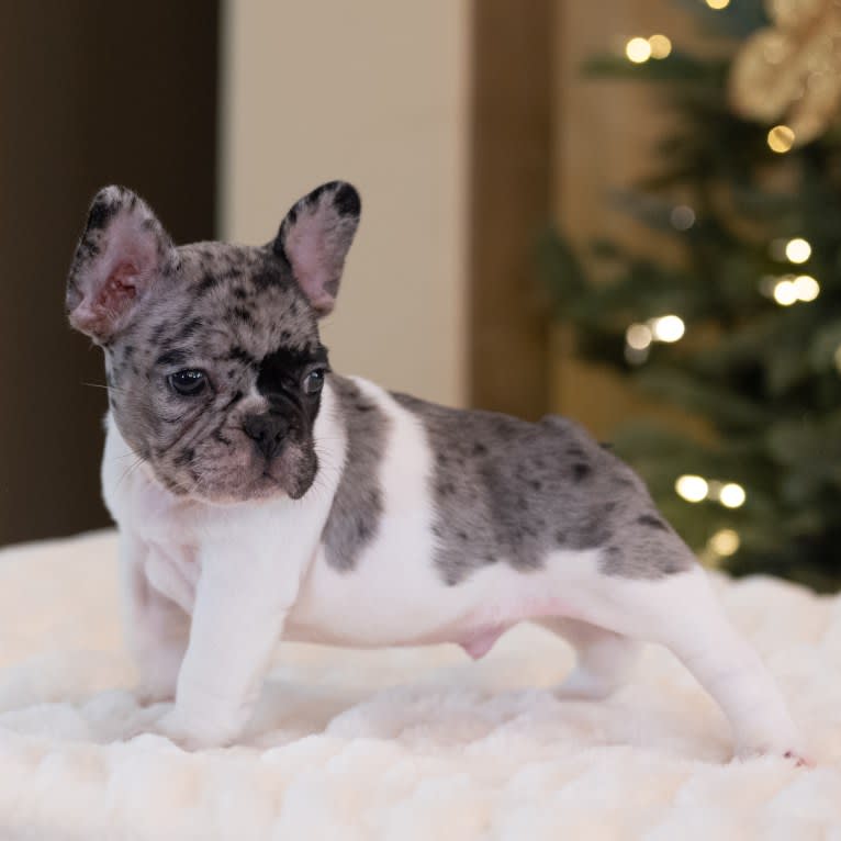 Macho, a French Bulldog tested with EmbarkVet.com