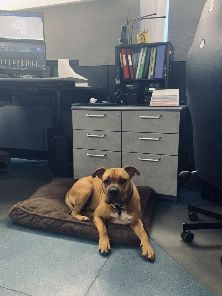 Gus, an American Bully and American Bulldog mix tested with EmbarkVet.com