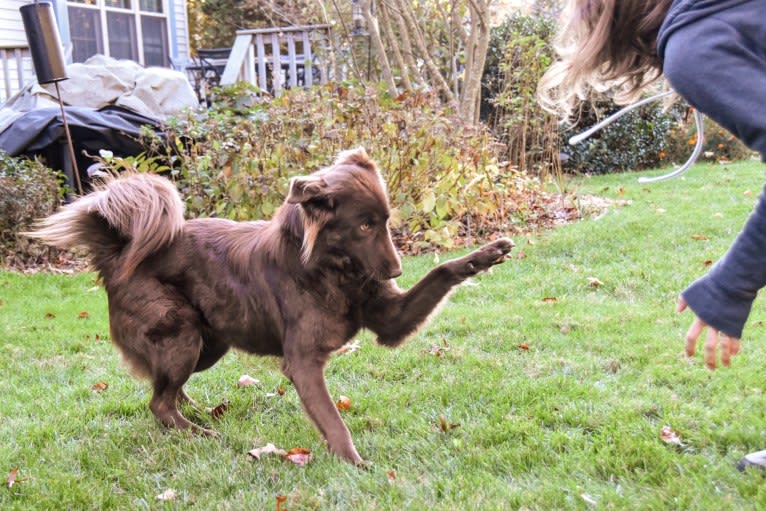 Sequoia, a Siberian Husky and Labrador Retriever mix tested with EmbarkVet.com