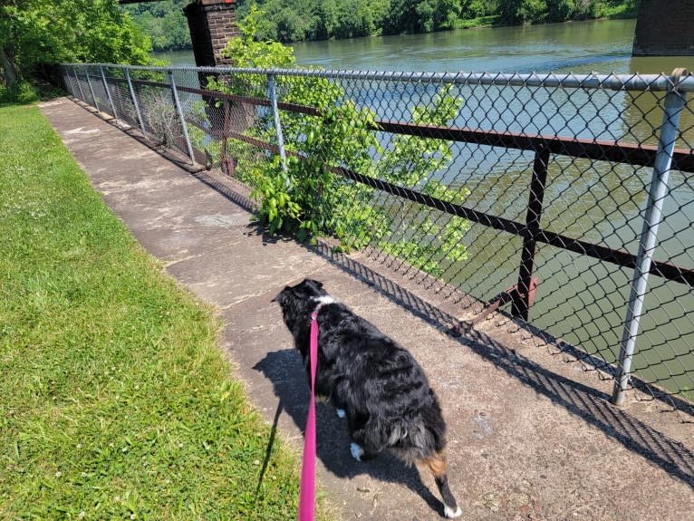 Korra, an Australian Shepherd tested with EmbarkVet.com