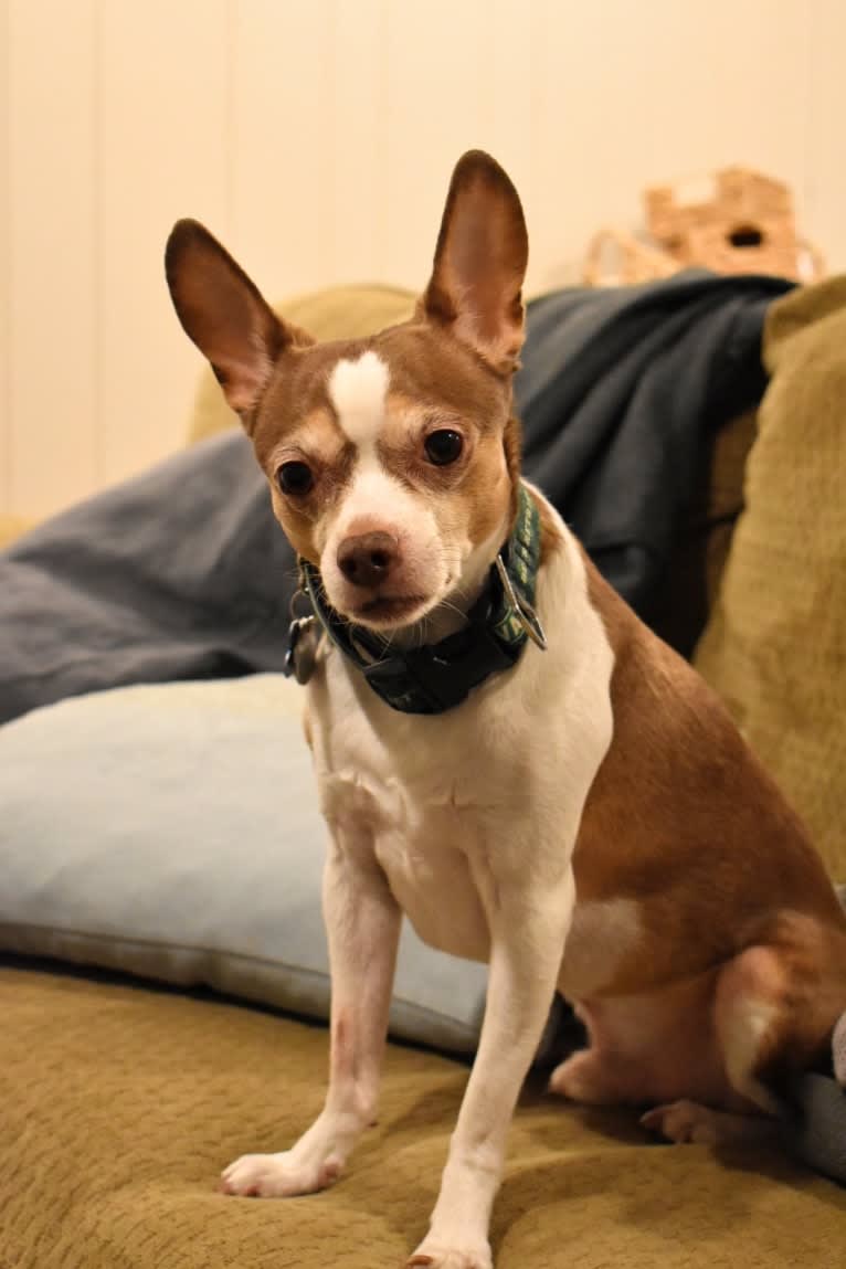 Johnny, a Chihuahua and Dachshund mix tested with EmbarkVet.com
