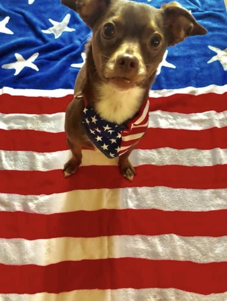 Remington, a Chihuahua tested with EmbarkVet.com