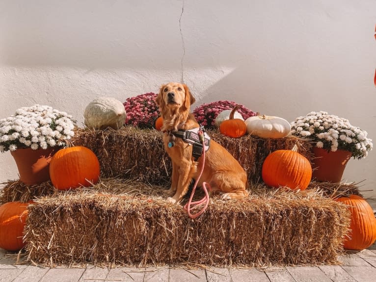 Marley, a Golden Retriever tested with EmbarkVet.com