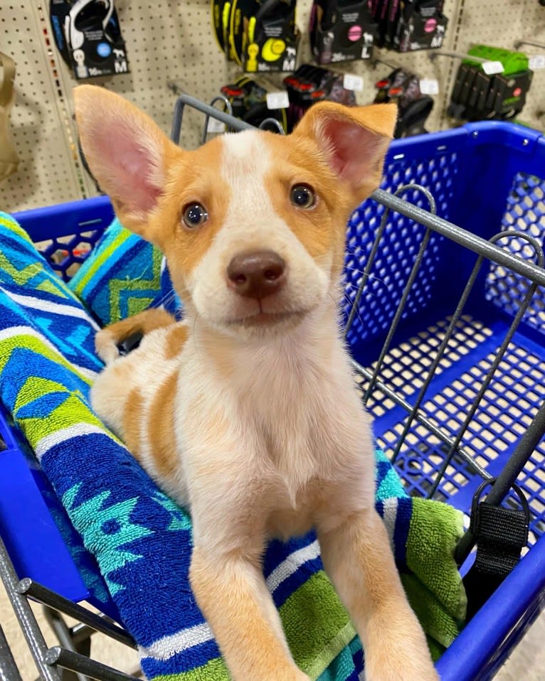 Lou, an Australian Cattle Dog and Australian Shepherd mix tested with EmbarkVet.com