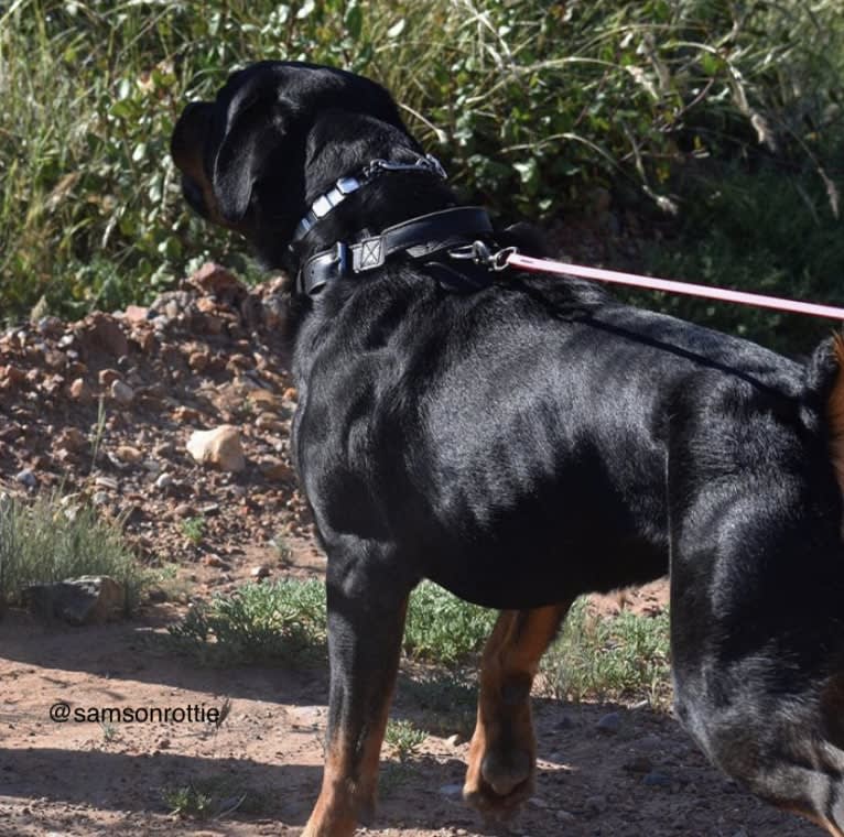 Wüstenhaus Samson, a Rottweiler tested with EmbarkVet.com