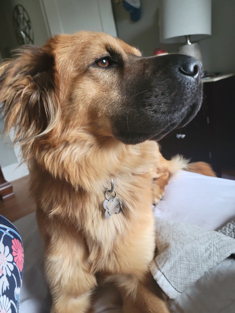 Talia, a German Shepherd Dog and Chinese Shar-Pei mix tested with EmbarkVet.com