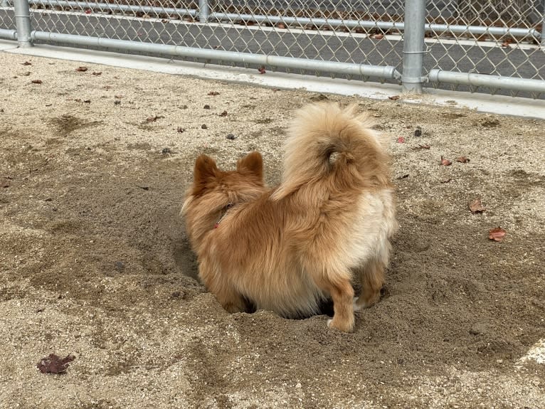 Bennie, a Pomeranian and Poodle (Small) mix tested with EmbarkVet.com