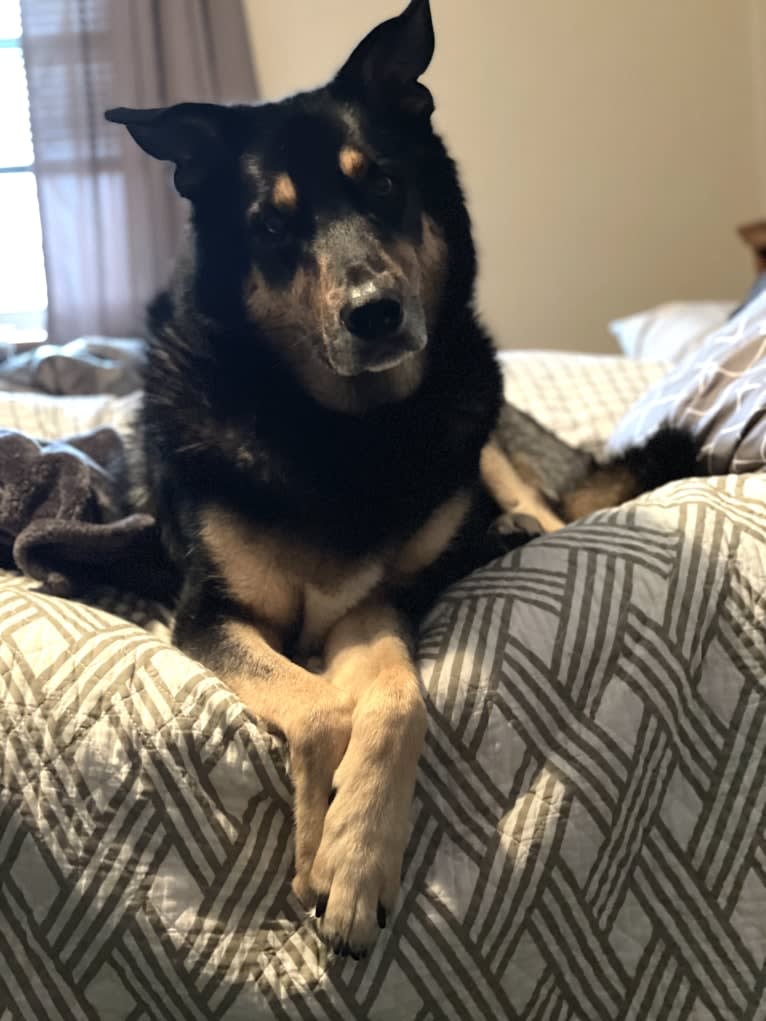 Diesel, a Siberian Husky and Australian Shepherd mix tested with EmbarkVet.com