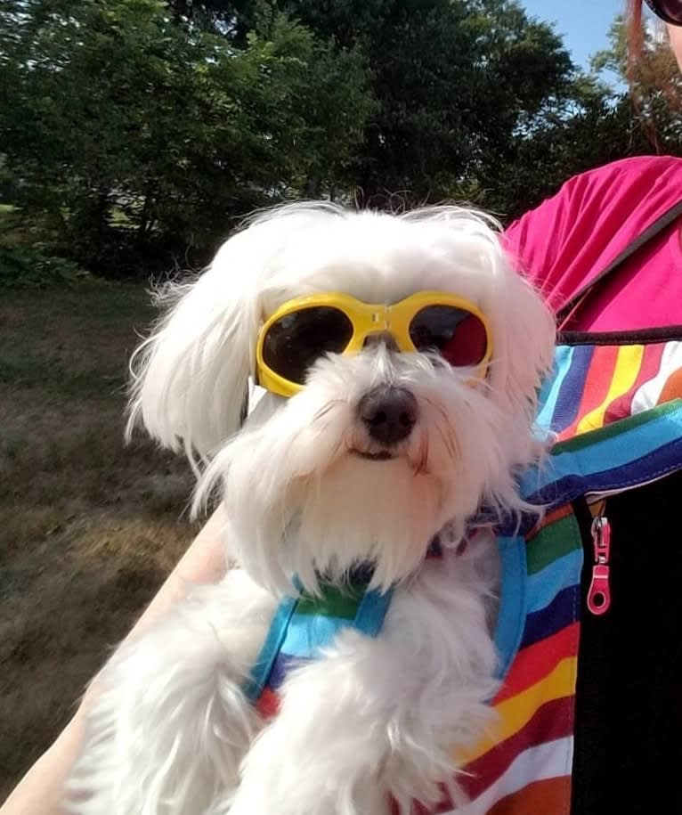 Oden, a Maltese tested with EmbarkVet.com