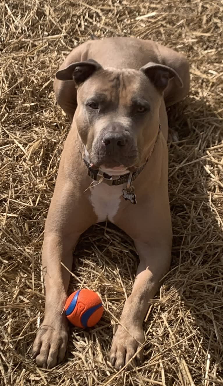 Maverick, an American Pit Bull Terrier and American Staffordshire Terrier mix tested with EmbarkVet.com