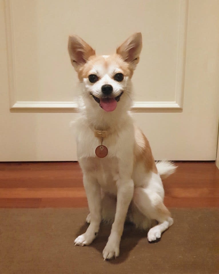 JeriJeree, a Japanese or Korean Village Dog tested with EmbarkVet.com