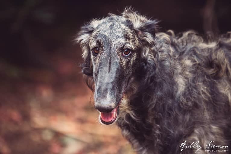 Fig, a Borzoi tested with EmbarkVet.com