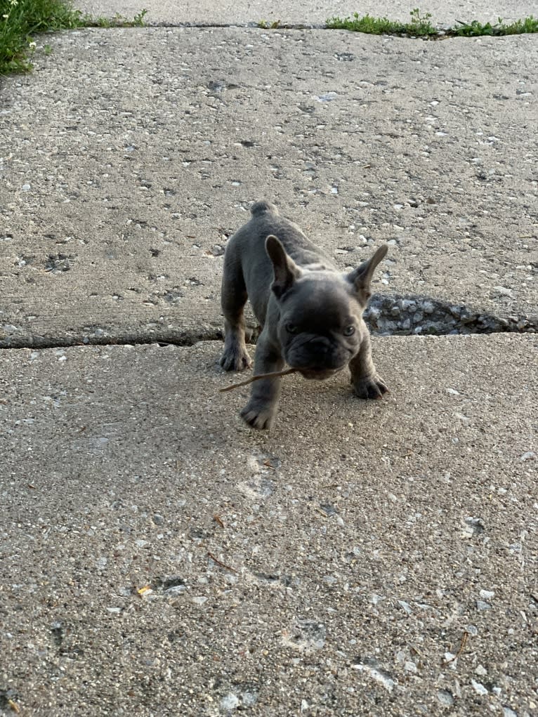 Nardo, a French Bulldog tested with EmbarkVet.com