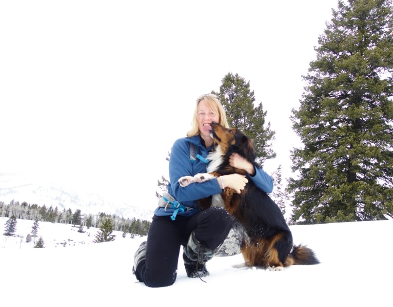 Burley, an English Shepherd tested with EmbarkVet.com