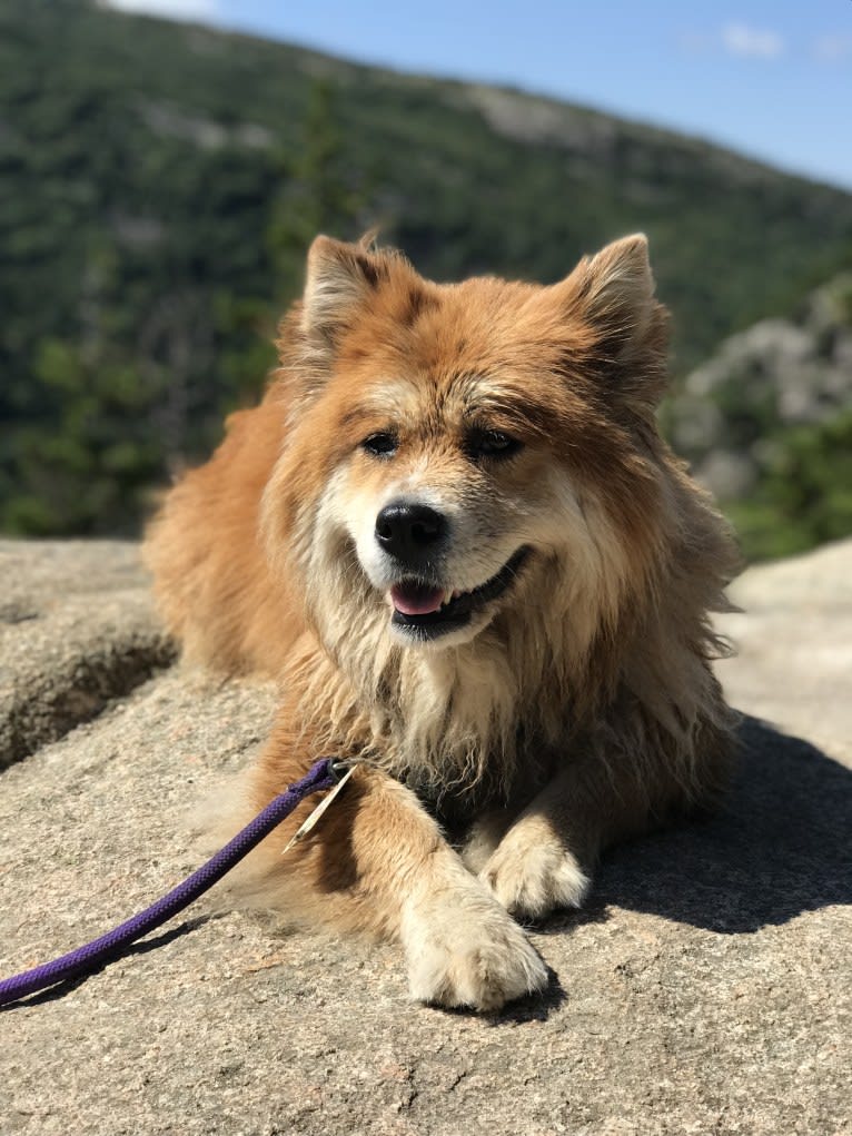 Samantha, a Chow Chow and Labrador Retriever mix tested with EmbarkVet.com