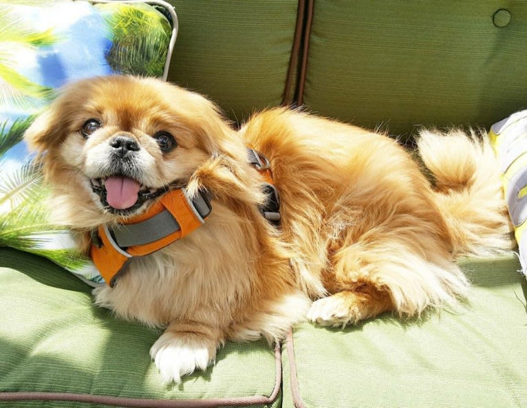 Ernest, a Pekingese tested with EmbarkVet.com