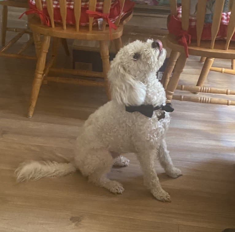 Pax, a Poodle (Small) and Cocker Spaniel mix tested with EmbarkVet.com