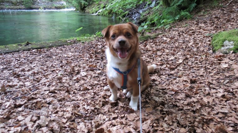 Bubi, a Pekingese and Russell-type Terrier mix tested with EmbarkVet.com