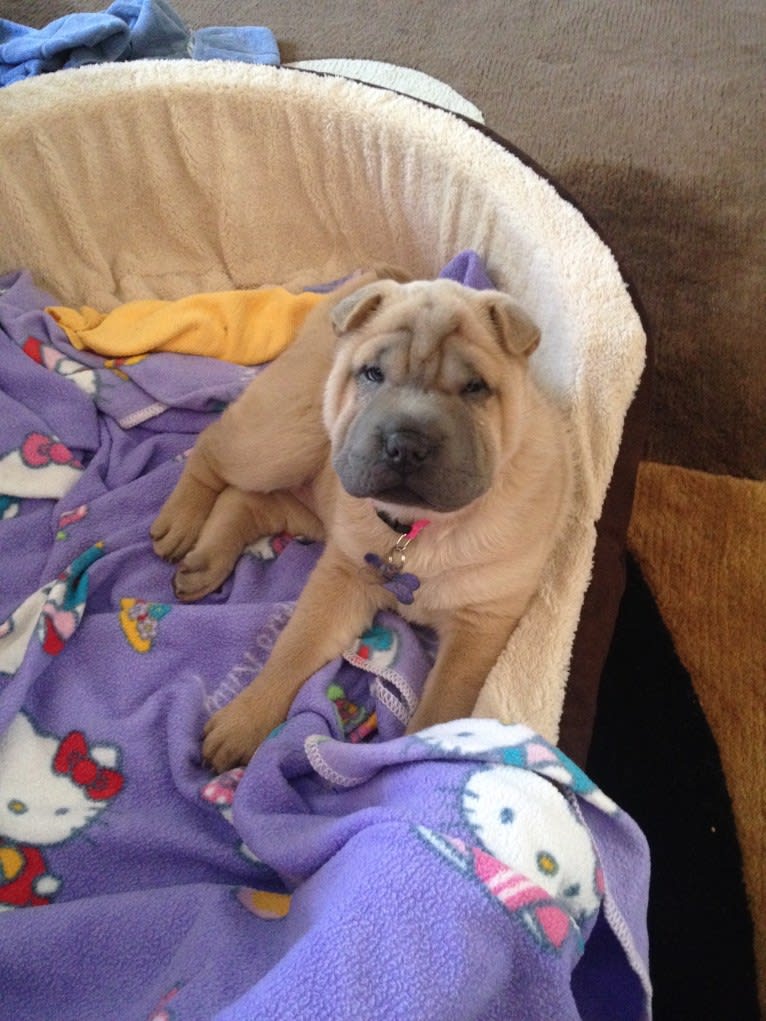 Sammy, a Chinese Shar-Pei tested with EmbarkVet.com