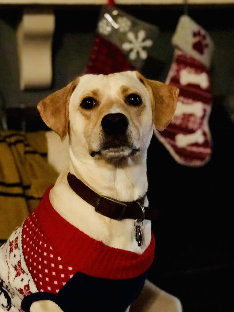 Charlie, a Labrador Retriever and Boxer mix tested with EmbarkVet.com