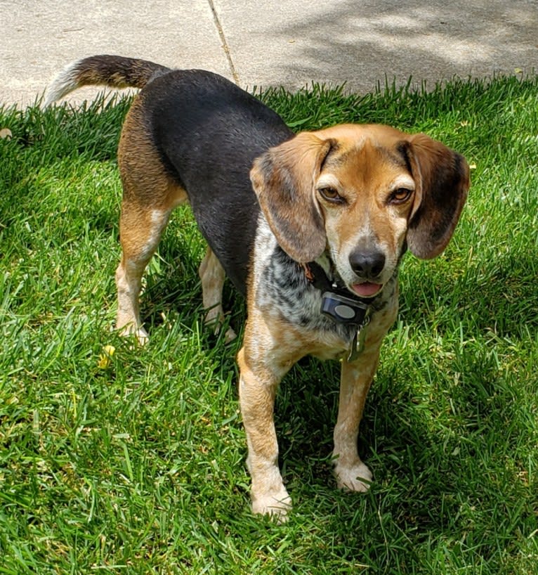Chester, a Beagle and Coonhound mix tested with EmbarkVet.com