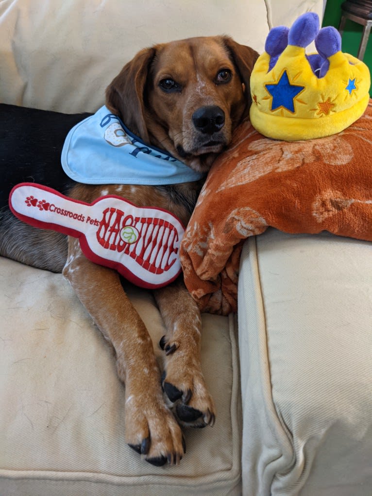 Ethan, a Beagle and Chinese Shar-Pei mix tested with EmbarkVet.com