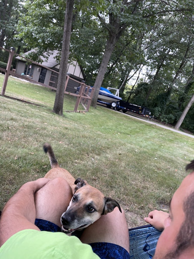 Lola, an English Shepherd and Australian Cattle Dog mix tested with EmbarkVet.com