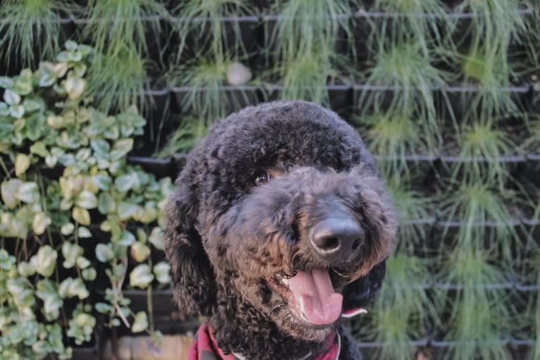 Lambeau, a Goldendoodle tested with EmbarkVet.com