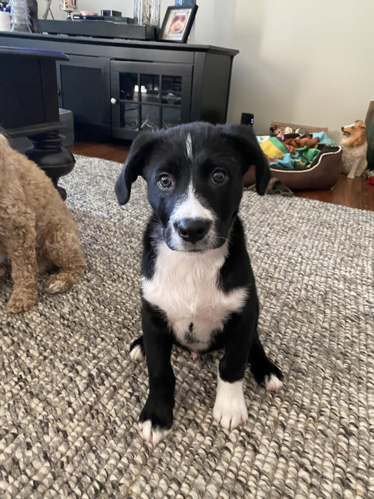 Marlowe Gandalf, a Siberian Husky and Australian Shepherd mix tested with EmbarkVet.com