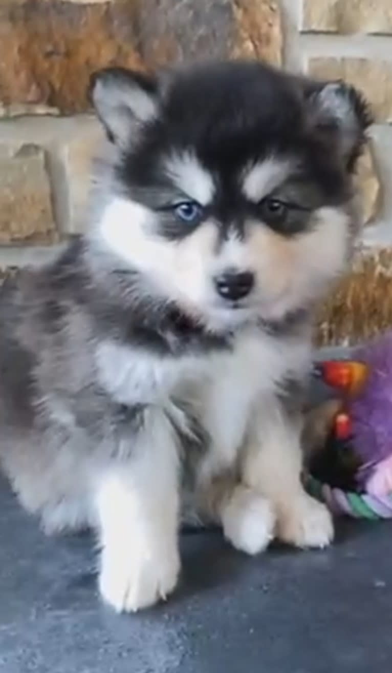 Delaynie Brooke, a Pomsky tested with EmbarkVet.com